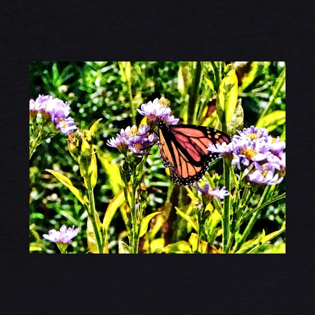 Butterflies - Monarch Butterfly on Purple Wildflower by SusanSavad